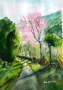 7. Shillong - Cherry Blossom